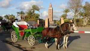 Paseo En Carruaje En Marrakech