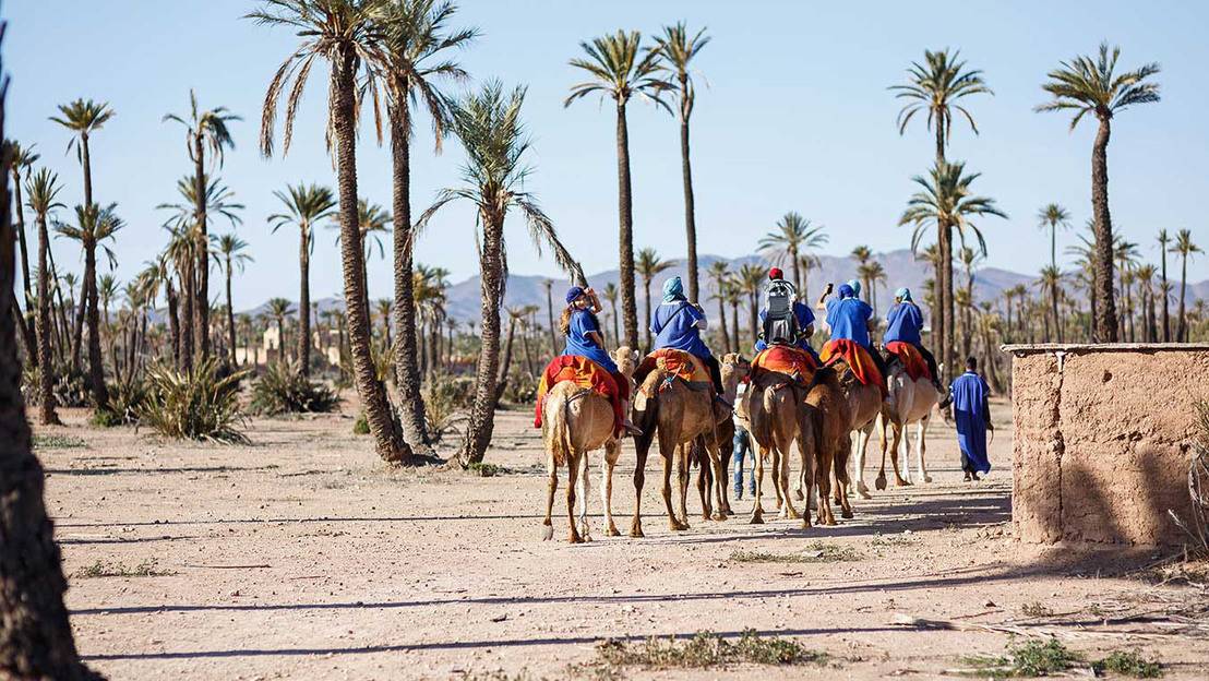Marrakech Camel Ride In The Palm Grouve 2025