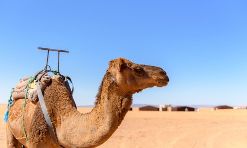 Merzouga Desert