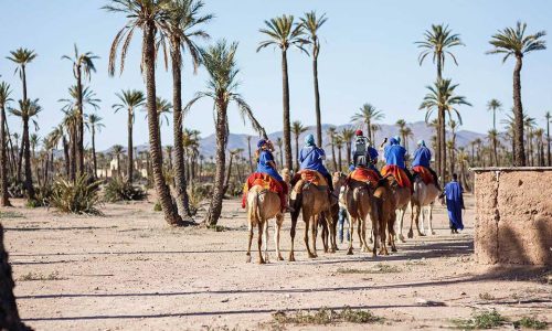 Camel Ride