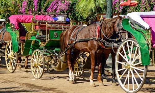 Carriage Ride